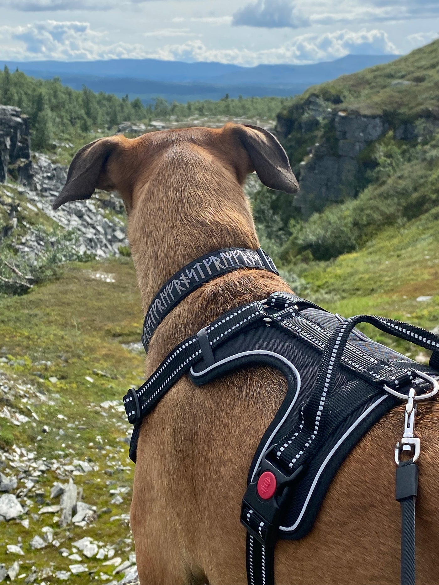 Grimfrost's Dog Collar, Runic