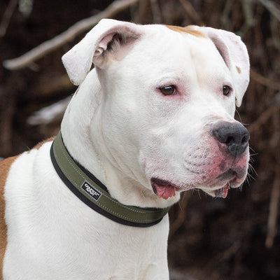 Grimfrost's 1.6" Tactical Dog Collar