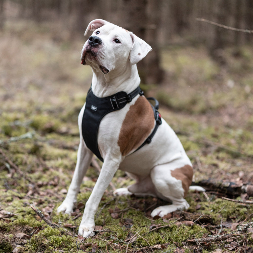 Grimfrost's Dog Harness